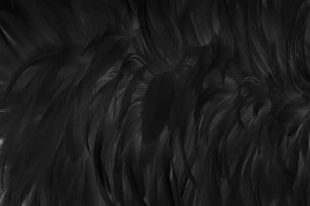 Photo of Beautiful black grey bird feathers pattern texture background.