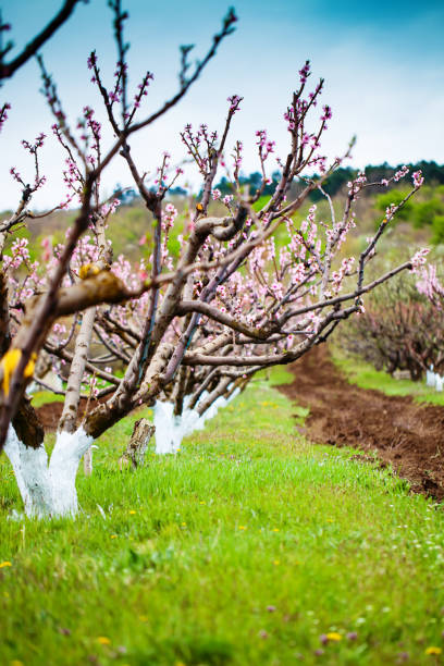 istock Pink flowers blooming peach tree at spring. Spring blooming, Abstract background. Banner. Selective focus. 1209828207
