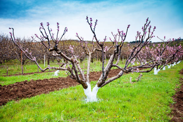 istock Pink flowers blooming peach tree at spring. Spring blooming, Abstract background. Banner. Selective focus. 1209828229