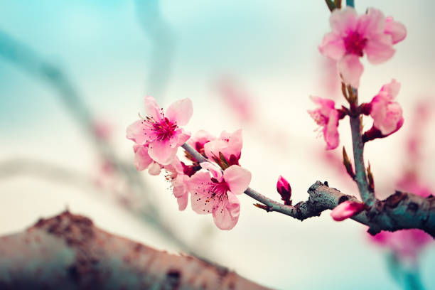 istock Pink flowers blooming peach tree at spring. Spring blooming, Abstract background. Banner. Selective focus. 1209829458