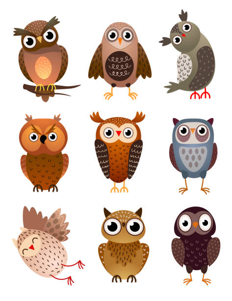 ilustraciones, imágenes clip art, dibujos animados e iconos de stock de conjunto de lindo pájaro búho diferente, con plumas de colores - owl