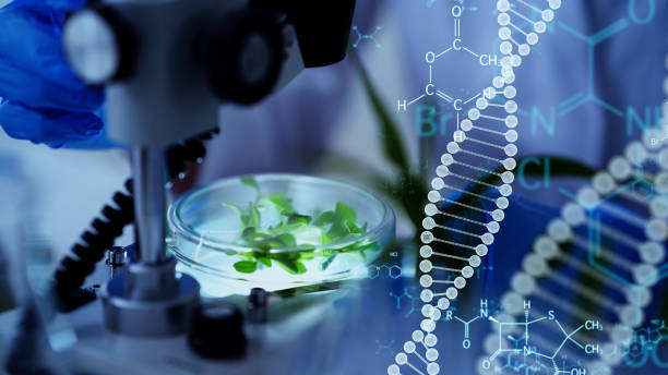 genetic engineering concept. medical science. scientific laboratory. - agriculture research science biology imagens e fotografias de stock