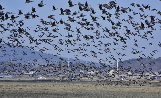 istock The Wild goose VH519 1209831840
