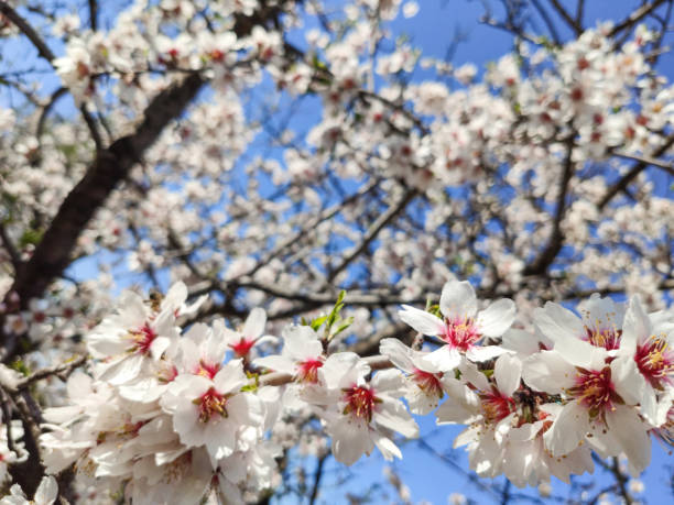 istock White blooming flowers on almond tree 1209832259