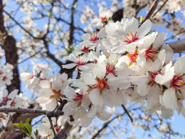 istock White blooming flowers on almond tree 1209832282