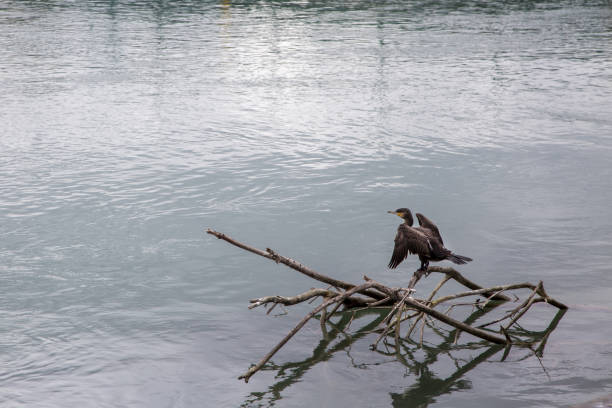 istock Cormorant on the river Rhone 1209832351