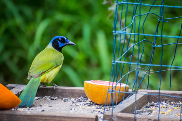 istock A Green Jay in Estero Llano Grande State Park, Texas 1209832524