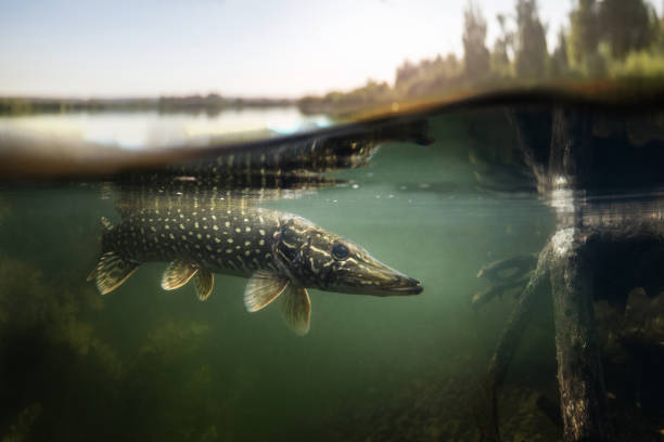 Fishing background. Underwater Pike predator. stock photo