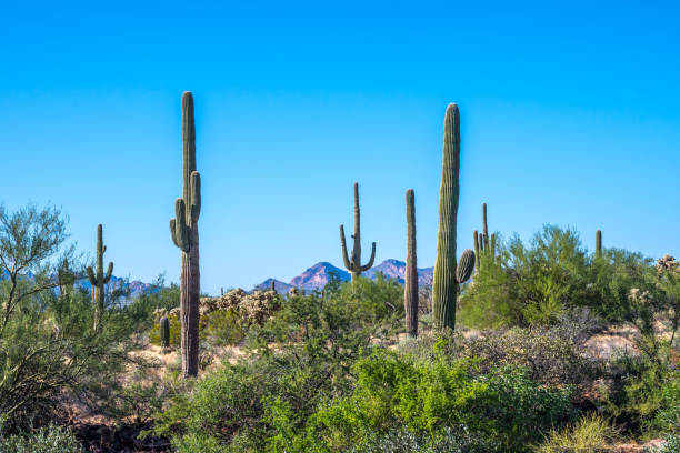 istock A long slender Saguaro Cactus in Apache Junction, Arizona 1209834700