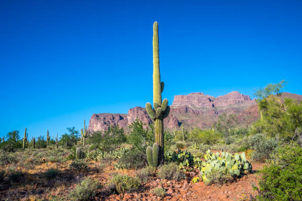 istock A long slender Saguaro Cactus in Apache Junction, Arizona 1209834712