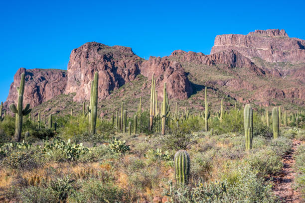 istock A long slender Saguaro Cactus in Apache Junction, Arizona 1209834725