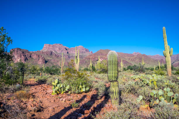 istock A long slender Saguaro Cactus in Apache Junction, Arizona 1209834735