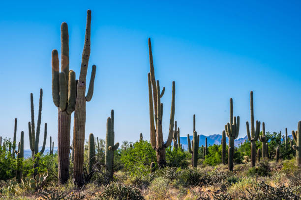 istock A long slender Saguaro Cactus in Apache Junction, Arizona 1209834737