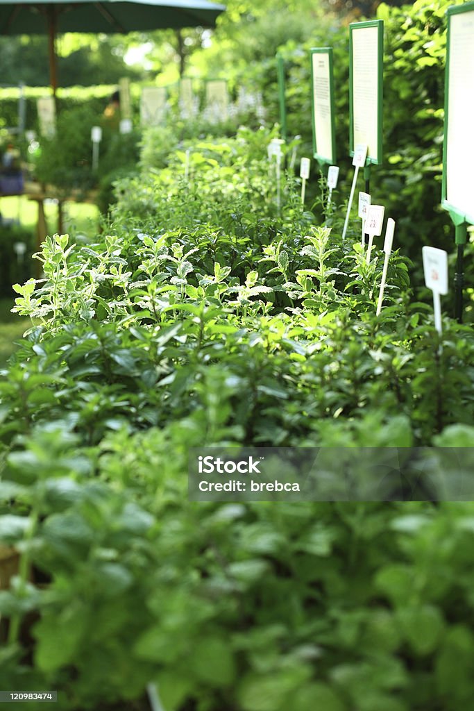 Herbs on the market  Agriculture Stock Photo