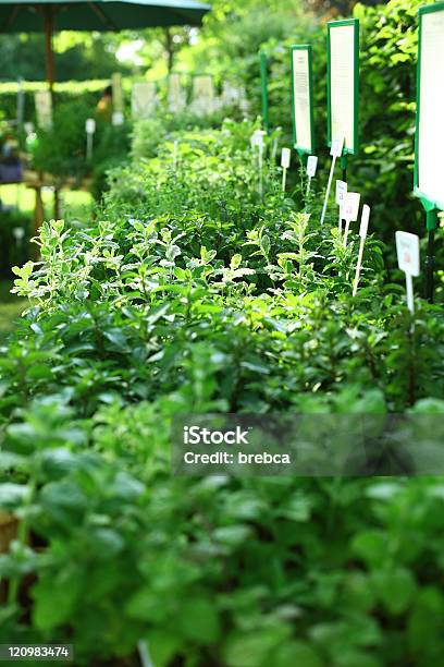 Herbs On The Market Stock Photo - Download Image Now - Agriculture, Botany, Bush