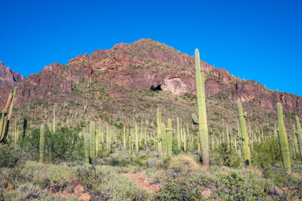 istock A long slender Saguaro Cactus in Apache Junction, Arizona 1209834748