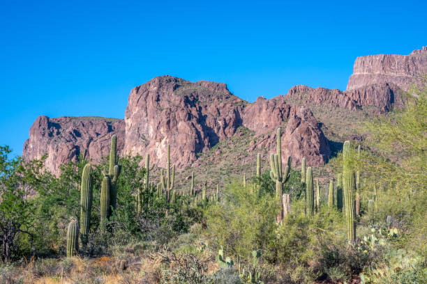 istock A long slender Saguaro Cactus in Apache Junction, Arizona 1209834749