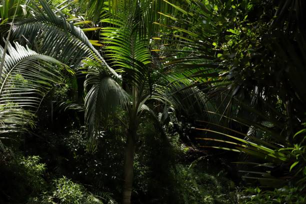 istock Tropical Vegetation at Chamarel Mauritius, Indian Ocean, Africa 1209836427