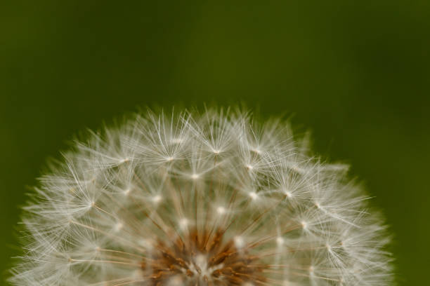 istock Dandelion on a green blurry background close-up macro 1209838095