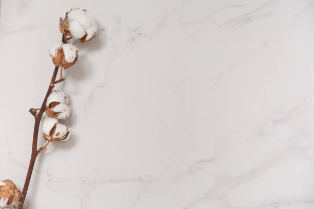 istock Cotton flower branch on white marble background from above. Minimal layout 1209838800