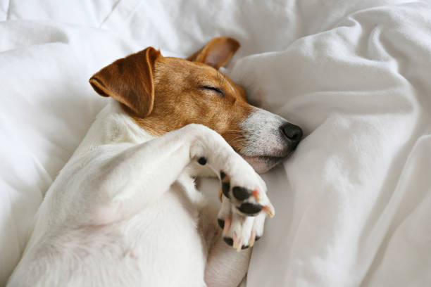 istock Small breed dog lying in the owner's bed with cotton linens. 1209839076