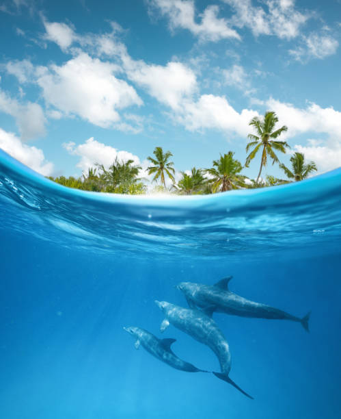 golfinhos no oceano - underwater sea water surface surface level - fotografias e filmes do acervo