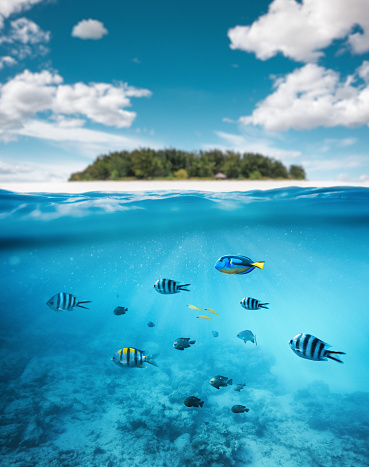 Group of colorful tropical fish swimming in the sea. Combined underwater and surface view. Small tropical atol in the background.