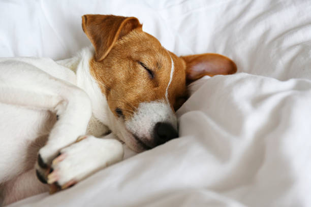 istock Small breed dog lying in the owner's bed with cotton linens. 1209839154