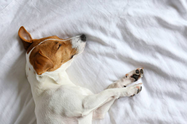 istock Small breed dog lying in the owner's bed with cotton linens. 1209839253