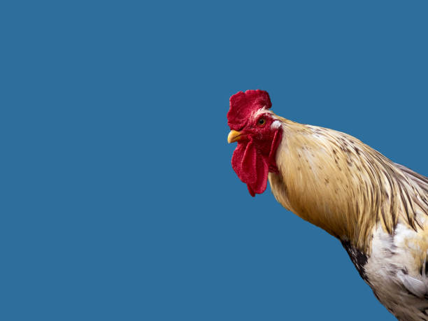 istock A portrait of a rooster. 1209839363