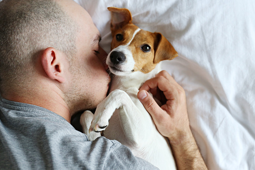 Emotional support animal concept. Portrait of man sleeping with jack russell terrier dog in bed. Adult male and his pet lying together on white linens. Close up, copy space, background.