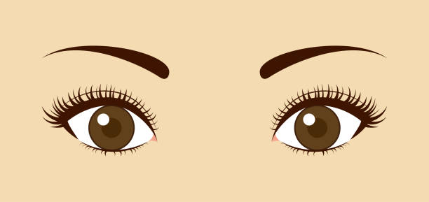 Ilustración de Cierre De Los Ojos Con Pestañas Largas y más Vectores Libres de Derechos de Ojos marrones - Ojos marrones, Pestaña postiza, Belleza - iStock Ilustración de Cierre De Los Ojos Con Pestañas Largas y más Vectores Libres de Derechos de Ojos marrones - Ojos marrones, Pestaña postiza, Belleza - iStock