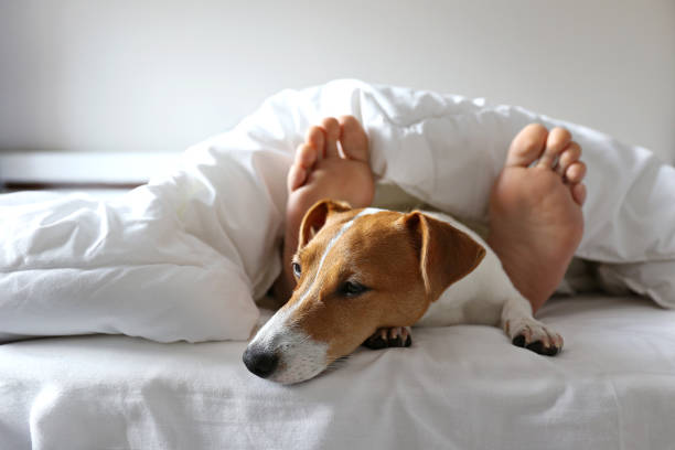istock Small breed dog lying in the owner's bed with cotton linens. 1209839673