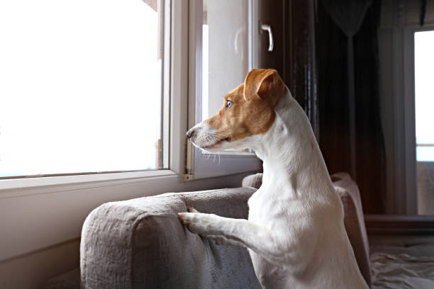 istock Small breed dog standing by the window looking into the distance 1209839686