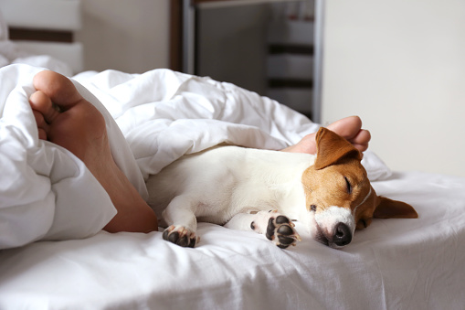 Perro de raza pequeña tumbado en la cama del propietario con ropa de cama de algodón. photo