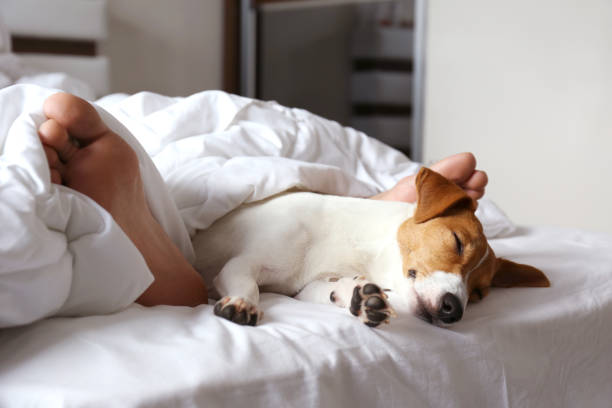 Small breed dog lying in the owner's bed with cotton linens. Emotional support animal concept. Sleeping man's feet with jack russell terrier dog in bed. Adult male and his pet lying together on white linens covered with blanket. Close up, copy space, background hostel photos stock pictures, royalty-free photos & images
