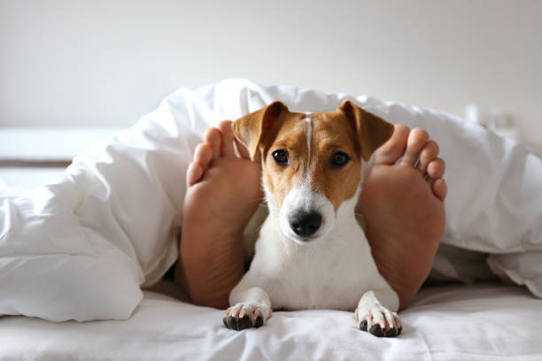 istock Small breed dog lying in the owner's bed with cotton linens. 1209839697