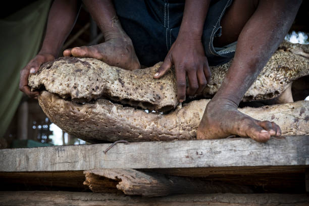istock Crocodile skull in Papua New Guinea 1209840523
