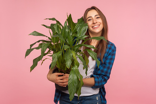 Portrait of cheerful housewife, girl in checkered shirt standing with pleased smile and holding flowerpot, admiring green large plant, loves gardening. indoor studio shot isolated on pink background