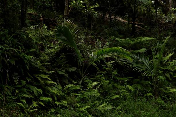 istock Tropical Vegetation at Chamarel Mauritius, Indian Ocean, Africa 1209840715