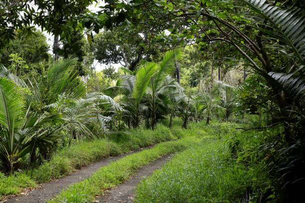 istock Path in Tropical Vegetation at Chamarel Mauritius, Indian Ocean, Africa 1209840747