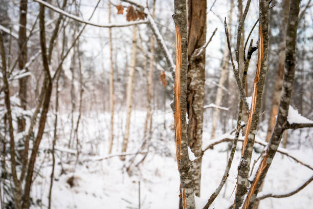 Tree with deer rubs in forest on winter day. Rubbed bark of trees after deer smooth out growing antlers