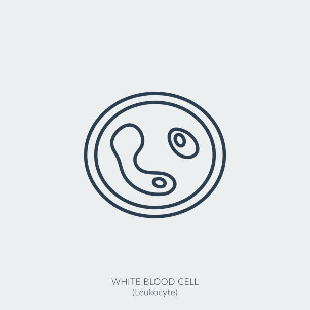 illustrazioni stock, clip art, cartoni animati e icone di tendenza di icona della linea vettoriale medica dei globuli bianchi o dei leucociti - blood cell cell human cell animal cell