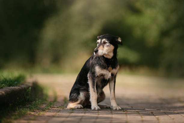 istock black terrier mix dog sits outdoors in summer 1209842843