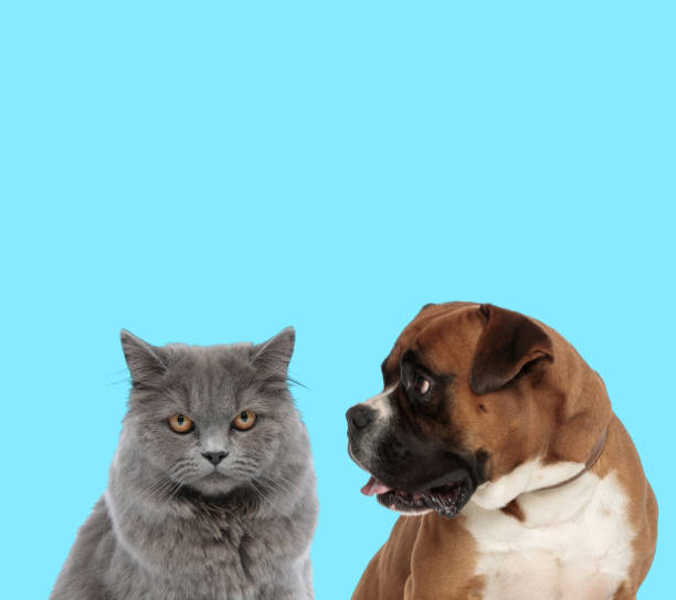 istock British Long hair cat and curious Boxer looking at it 1209842890