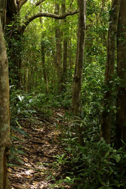 istock Ebony Forest at Chamarel Mauritius, Indian Ocean, Africa 1209843206