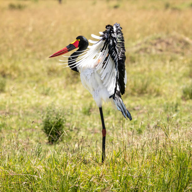 istock Preening female saddle-billed stork in the Masai Mara vertical format 1209843643