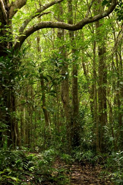 istock Ebony Forest at Chamarel Mauritius, Indian Ocean, Africa 1209843903