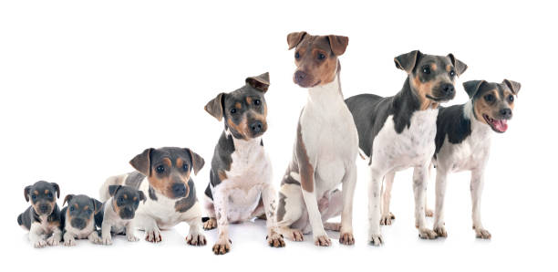 istock Brazilian Terriers 1209844454