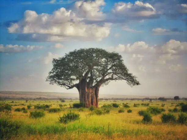 A baobab tree standing alone on the African savanna. Clouds and blue sky and yellow grass